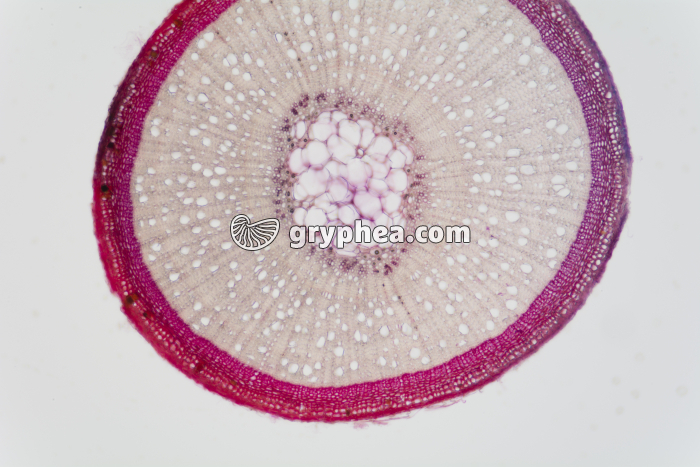 Tige de Callune x25 - gryphea.com